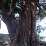 Perumbedu-Muthukumaraswamy-Temple4, Muthukumaraswamy Temple, Perumbedu, Thiruvallur