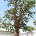 15453417558_a9bc96b650_h, Dhatreeswarar Temple, Sitharkadu, Thiruvallur