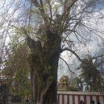 2016-12-31, Ranganathar Temple, Devadanam, Thiruvallur