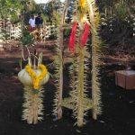 2017-05-28, Kalimala Durgadevi Temple, Pathukani, Kanyakumari
