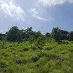 2017-08-30 (7), Kanchanagiri Shiva Temple, Vellore