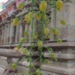 2017-10-06 (5), Raghaveswarar Temple, Derisanamcope, Kanyakumari