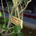 2017-10-19 (25), Pagalavadi Shiva Temple & Siddhar Peedam, Trichy