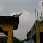 2017-12-11, Kalyana Veerabhadrar Temple, Chennivakkam, Thiruvallur