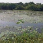 2018-01-03, Kallukatti Siddhar Jeeva Samadhi, Nerkundram, Thiruvallur