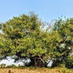 2018-01-21 (12), Chinthamaneeswarar Temple, Karungali, Thiruvallur