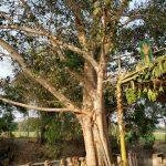 2018-03-29 (1), Subramanya Swamy Temple, Manakkal, Trichy