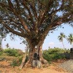 25950678693_9996786208_h, Somanatheswarar Temple, Kolathur, Kanchipuram