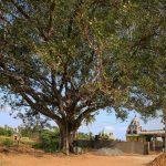 26527580276_bd11ede187_h, Somanatheswarar Temple, Kolathur, Kanchipuram