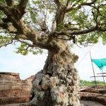 34658624321_4e64544861_k, Saptharisheeswarar Temple, Thiruthalaiyur, Trichy