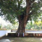 356465765, Raghaveswarar Temple, Derisanamcope, Kanyakumari