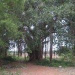 4504147109_922196264d_z, Swayambeeswarar Temple, Illalur, Thiruporur, Kanchipuram