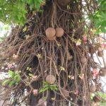 4562638273_75c5cea310_b, Kandhaswamy Temple, Cheyyur, Kanchipuram