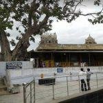 456543634, Thirukkadigai Temple, Sholinghur, Vellore