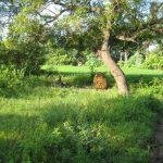 5180866604_0aee9305ea_b, Kamala Varadharajar Temple, Arasar Koil, Kanchipuram