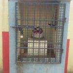 543543543, Kariamanicka Perumal Temple, Pakkam, Thiruvallur