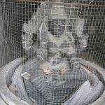 6001952674_315ba607ac_b, Thiruvenkaatteeshvarar Temple, Kadapperi, Maduranthakam, Kanchipuram