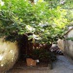 Kazheesirama Vinnagaram, Thadalan Kovil, Sirkazhi, Nagapattinam