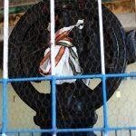 8681026704_a1dec20917_k, Aadhi Kesava Perumal Temple, Kadukkaloor, Kanchipuram