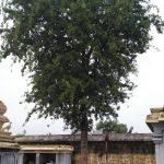 Comp-7.jpg_1494190743706, Swarnakadeswarar Temple, Neivanai, Villupuram