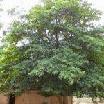 DSCN1674, Iluppaipattu Neelakandeswarar Temple, Nagapattinam