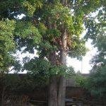 IMG_1879, Nandeeswarar Temple, Nandivaram, Guduvanchery, Kanchipuram