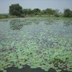 THIRUVANKARANAI,PATTABHIRAMAR (33), Thiruvankaranai Pattabhiramar Temple, Kanchipuram