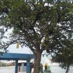 Edumalai Shiva Temple, Trichy