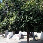 sthala-vruksha-athi-tree, Bindhu Madhava Perumal Temple, Thuthipattu, Vellore
