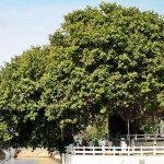 Jyotisar_lqvsta, Jyotisar, Kurukshetra, Haryana