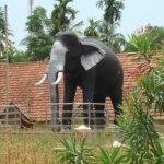 ambalapuzha-sree-krishna, Ambalappuzha Sri Krishna Temple, Alapuzha, karnataka