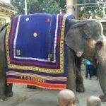 images (49), Govindaraja Temple, Tirupati, Andhra Pradesh