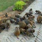 images (89), Negheriting Shiva Doul, Golaghat , Assam