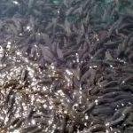 mattan temple, Mattan Temple, Pahalgam