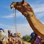 Nimbo Ka Nat, Nimbo Ka Nath Temple, Pali