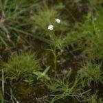 Pateshwar, S, Pateshwar, Satara