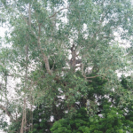 Sri Arasaleeswarar, Sri Arasaleeswarar Temple, Puducherry