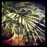 Waghesh, Wagheshwari Temple, Mumbai