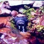 Gonasika Temple, Kendujhar2, Gonasika Temple, Kendujhar