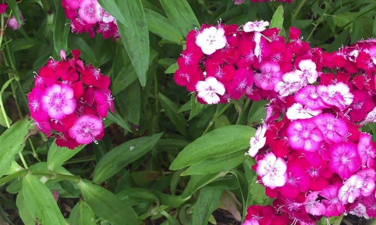 हे गजानंद महाराज घर म्हारे बेगा आ जाओ Lyrics, Video, Bhajan, Bhakti Songs