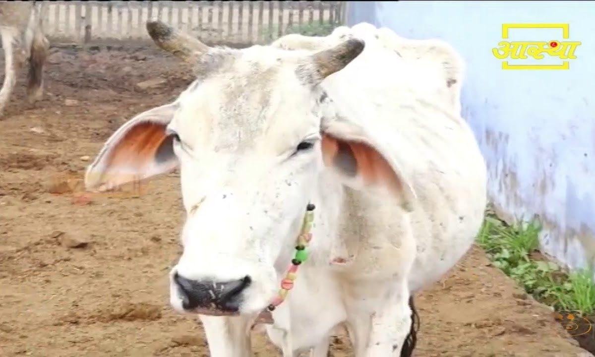 राधा रानी प्यारी बिरज की महारानी भजन Lyrics, Video, Bhajan, Bhakti Songs