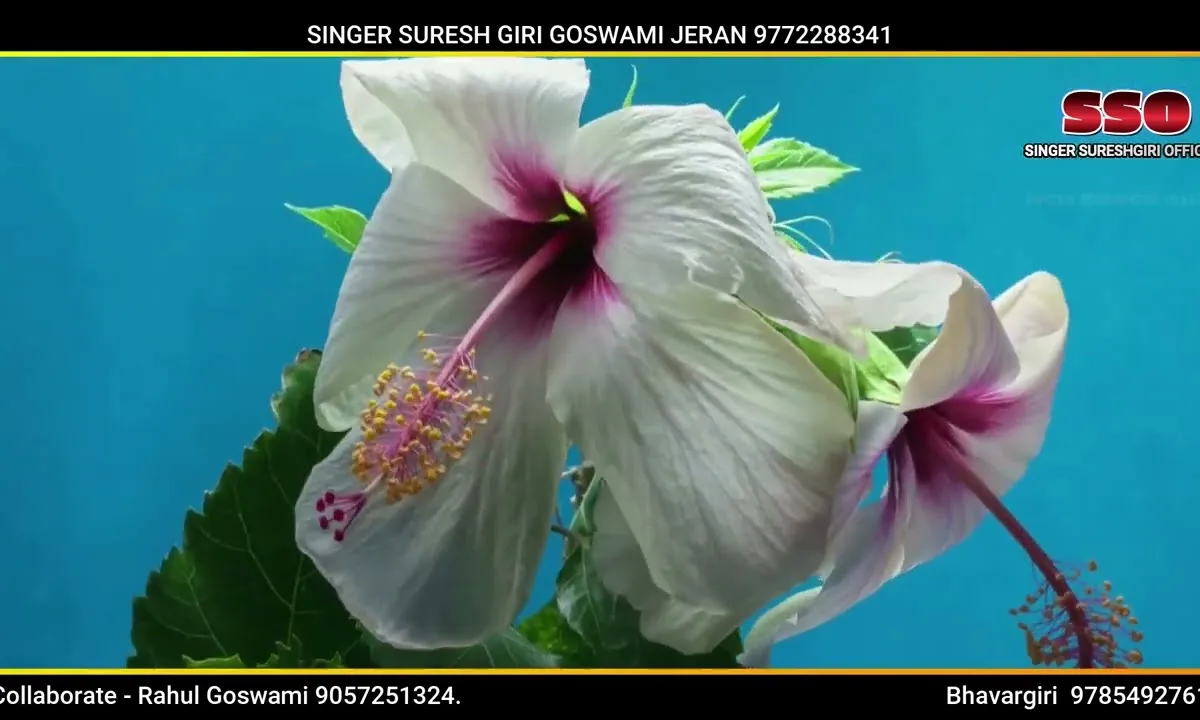 दूदेश्वर पर्चा देवे गणेरा भजन Lyrics, Video, Bhajan, Bhakti Songs